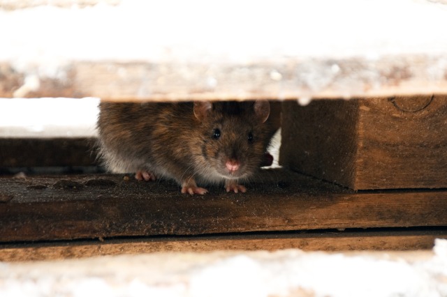 ネズミによる家庭への被害例を紹介。自分で駆除できるの？